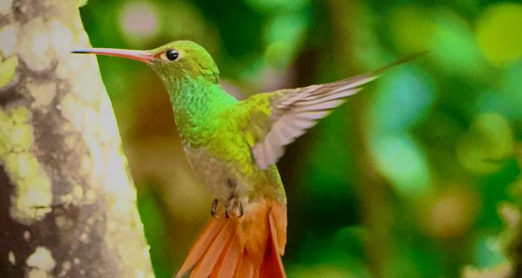 An Andean Adventure: From the Highlands to the Cloudforest - Authentic Ecuador 2