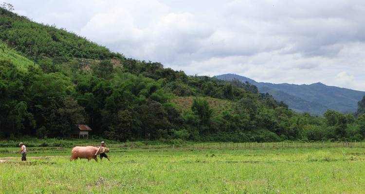 Dos personas caminando con un búfalo en un paisaje verde del campo.
