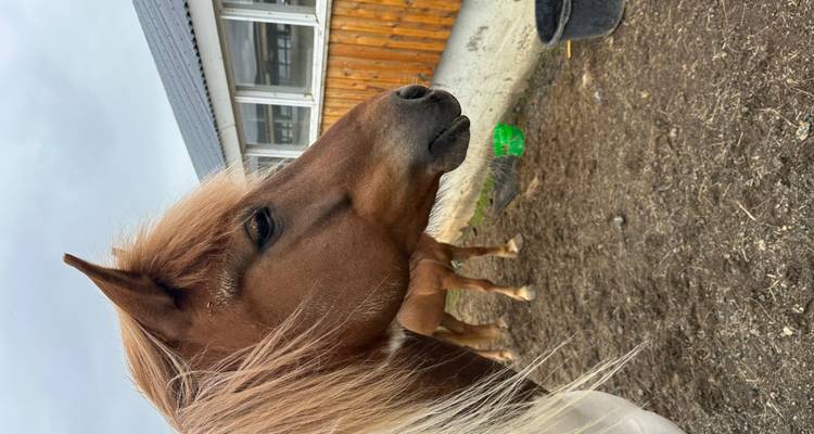 Close-up van een paard op een boerderij met een houten stal op de achtergrond.