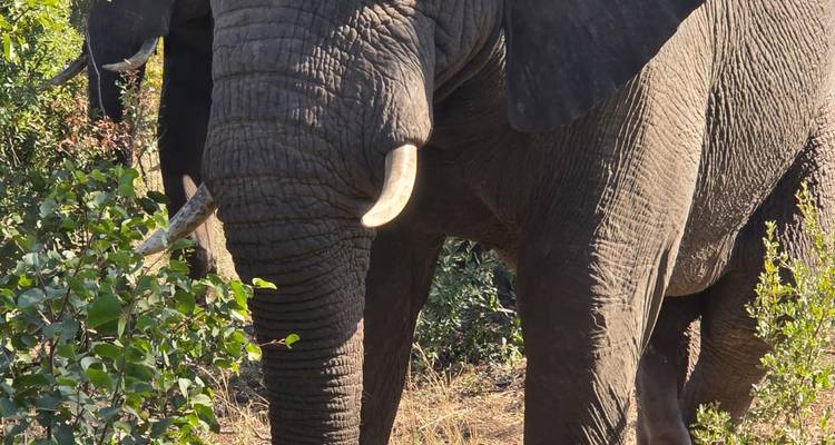 Close-up of an elephant in the bush.