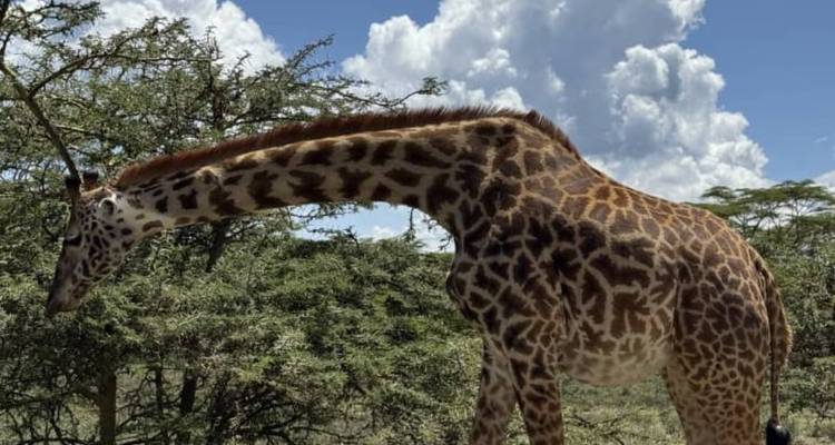 Girafe dans un environnement naturel avec des arbres et un arrière-plan de ciel bleu.