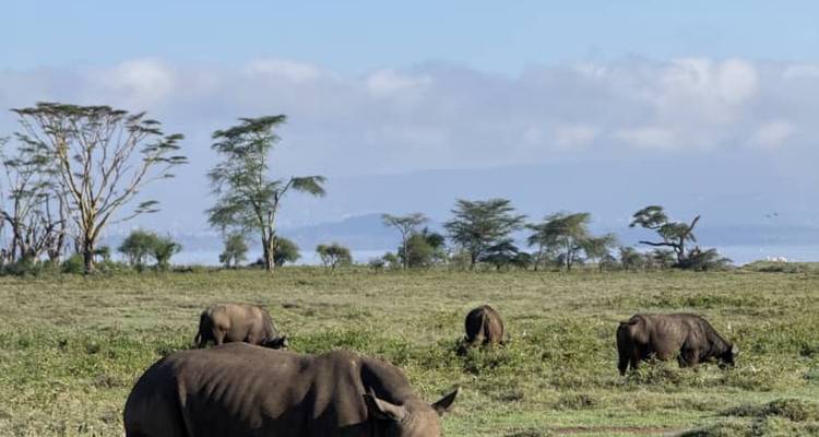 Des rhinocéros qui broutent dans une étendue herbeuse avec des arbres et des collines en arrière-plan.