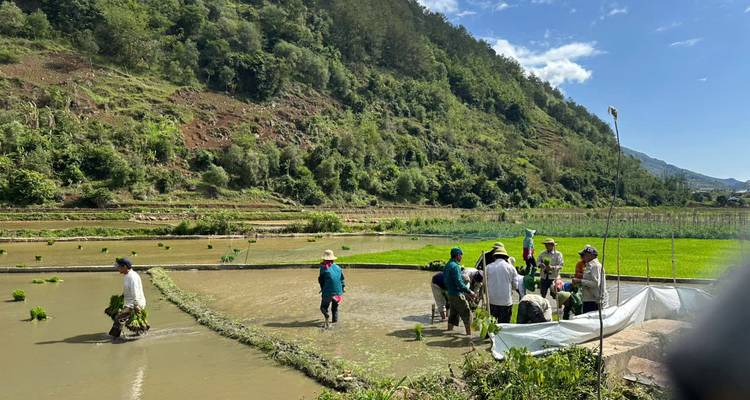 People working in a rice paddy field surrounded by lush hills.