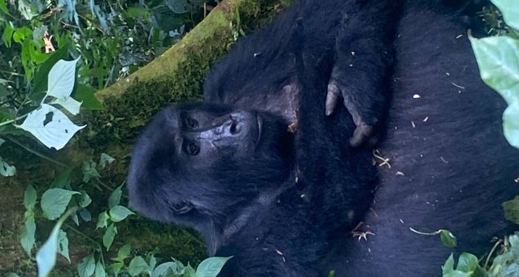 Un gorille se reposant parmi les arbres et le feuillage.