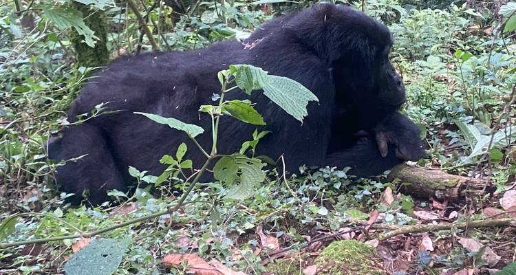 Un gorille allongé sur le sol entouré de verdure.