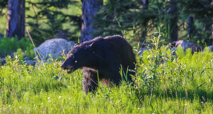 Ours noir dans un champ herbeux avec des arbres en arrière-plan.