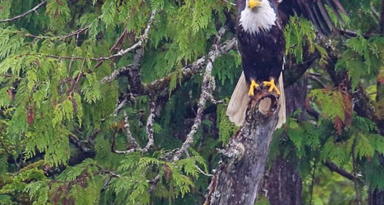 Aigle à tête blanche perché sur un arbre dans une forêt.