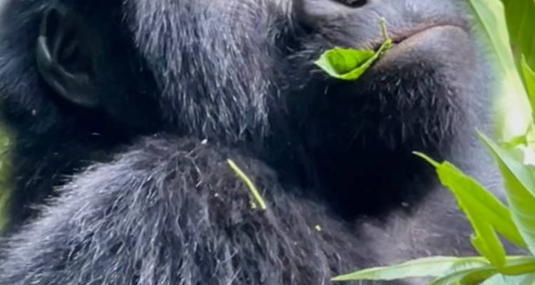 Gorilla genießt einige Blätter in einer üppigen Umgebung.