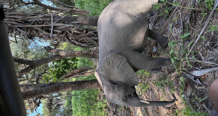 Wild elephant walking among trees and greenery.