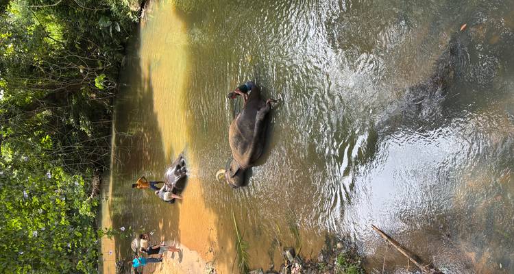 Elephants bathing in a river with people nearby.