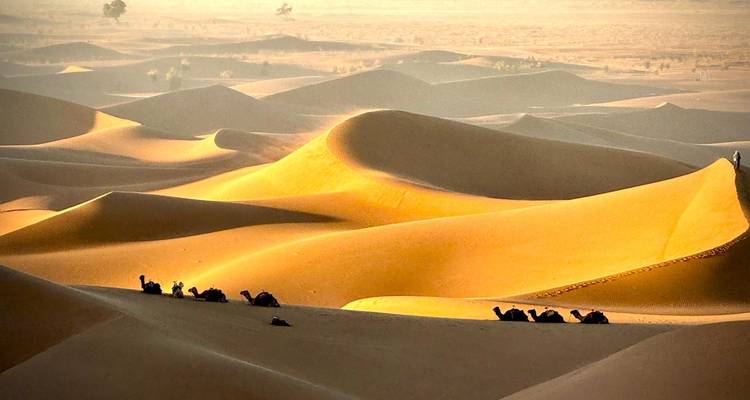 Dunes with camels walking in the desert.