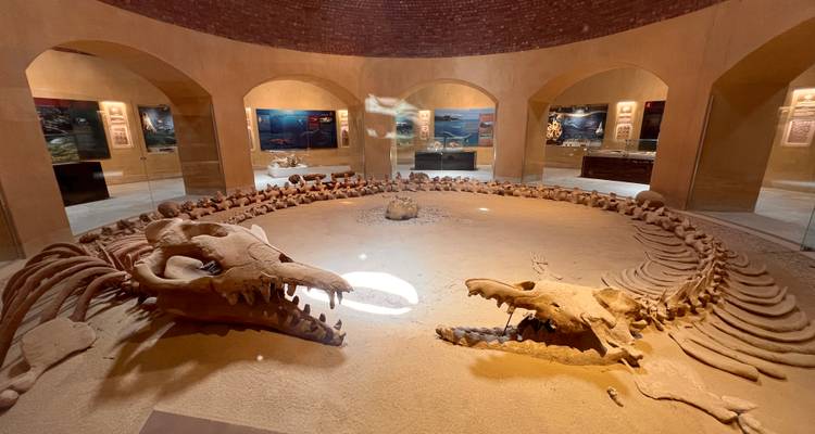 Fossil display in a museum setting with informative signs.