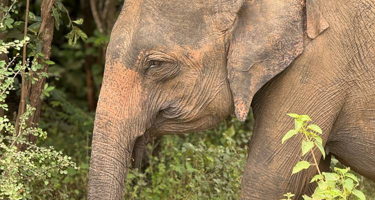 Close-up of an elephant in a forested area.