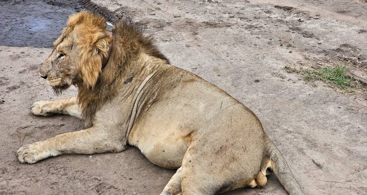 Lion lying on a sandy ground near a puddle.