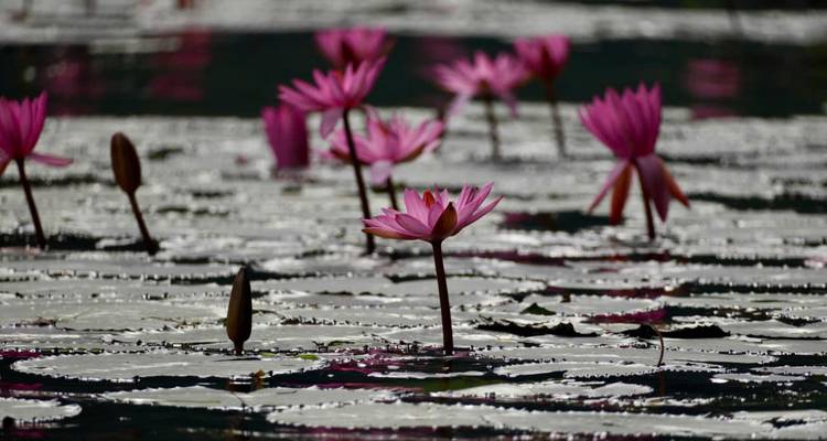 Close-up of blooming pink water lilies on a pond.