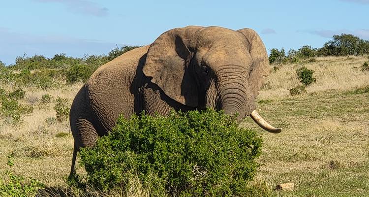 Un grand éléphant qui broute dans une zone broussailleuse.