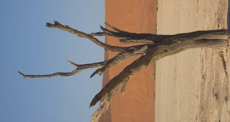 A dry, leafless tree in a desert landscape with sand dunes in the background.
