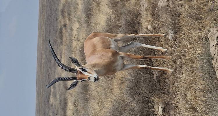 Gazelle debout dans la savane
