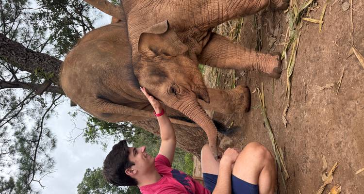 Homme avec un jeune éléphant, interaction douce.