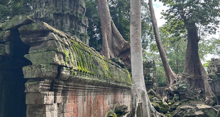 Ruins amidst large trees in a jungle setting.