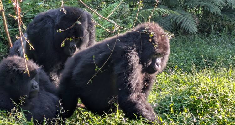 Three gorillas sitting in the grass.