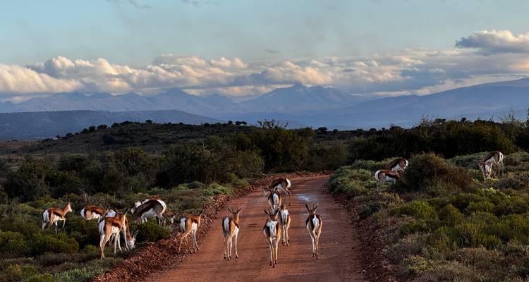 Antelopes on a dirt road in a scenic landscape with mountains.