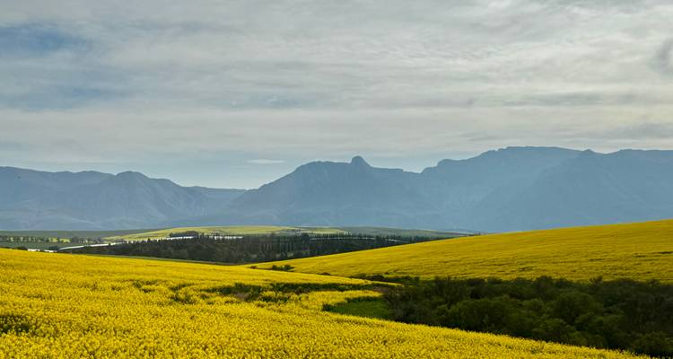 Fields of blooming yellow flowers with mountains in the background.