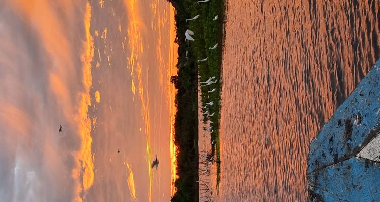Sunset over a river with birds and vegetation.