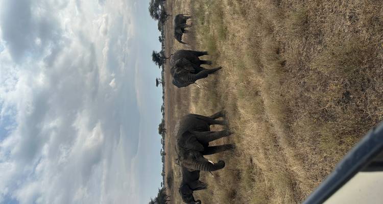 Un groupe d'éléphants marchant à travers la savane.