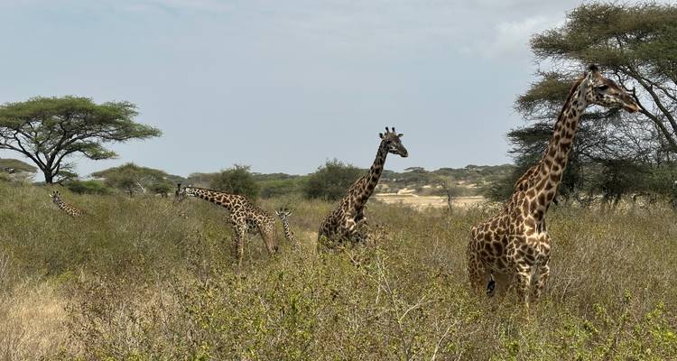 Girafes marchant dans la savane avec des acacias.