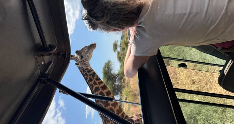 Une personne observant une girafe depuis un véhicule dans un cadre de safari.