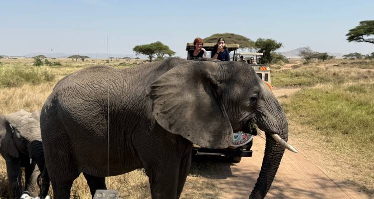 Des éléphants passent près des véhicules de safari avec des spectateurs qui prennent des photos.