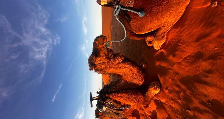 Camel resting on sand dunes under a clear blue sky.