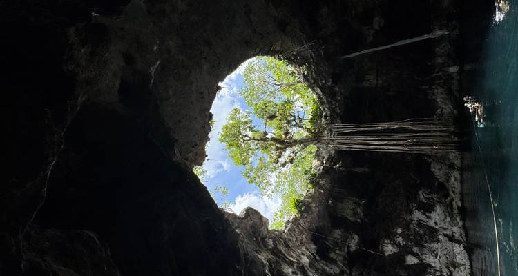 Arbre poussant à travers une ouverture naturelle dans un cénote.