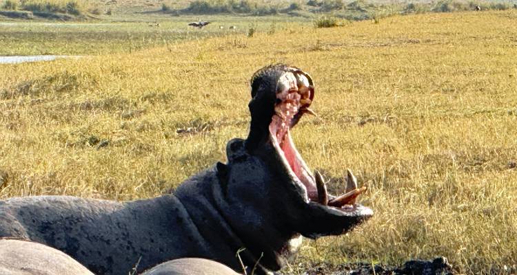 A hippopotamus with mouth open in the wild.