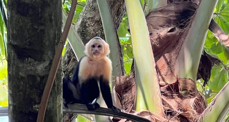 Singe assis dans un arbre avec de grandes feuilles et un décor lumineux.