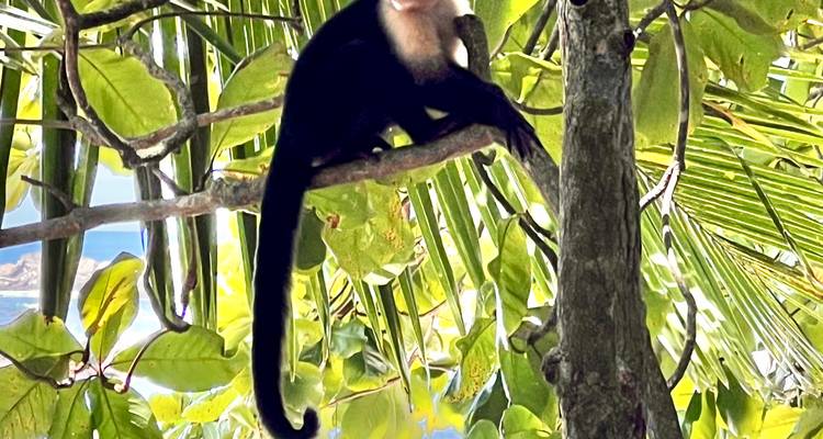 Singe grimpant à un arbre aux feuilles vertes luxuriantes.