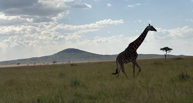 A giraffe walking across an open savannah with a mountain backdrop.