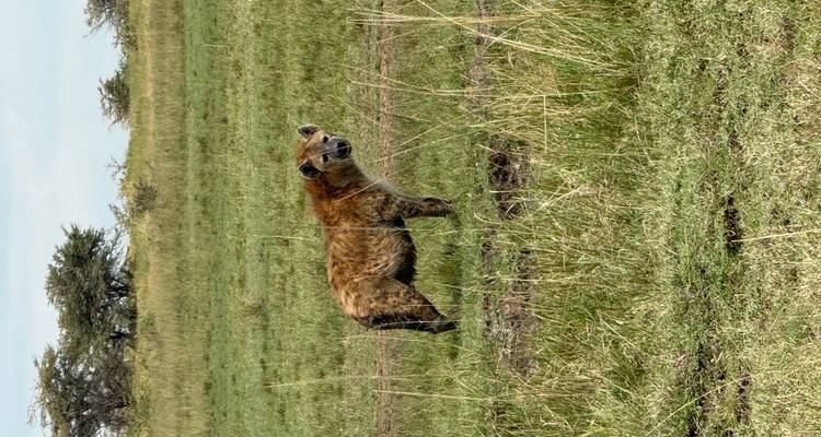 A hyena standing in an open field looking at the camera.