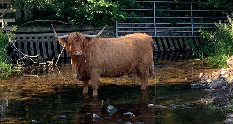 Vache Highland debout dans une rivière peu profonde.