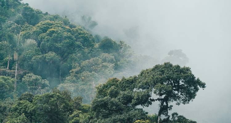 Forêt verdoyante enveloppée de brume.