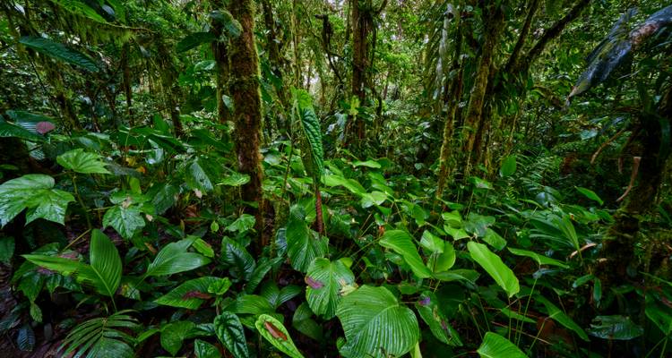 Forêt tropicale dense avec un feuillage vert vibrant.