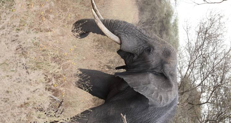Éléphant marchant dans une savane herbeuse avec des arbres en arrière-plan.