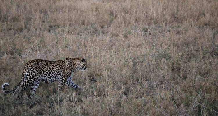 Léopard marchant à travers des prairies sèches.