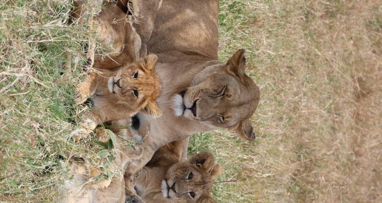 Lioness with cubs resting in the grass.
