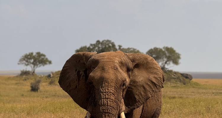 Single elephant approaching through a grassy field with trees.