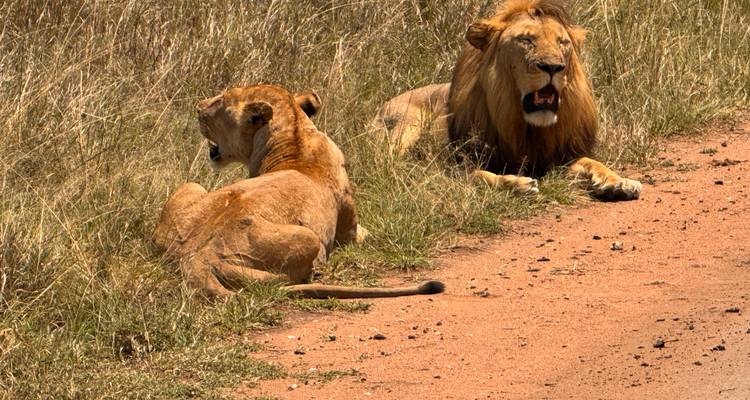 Two lions resting on grassy terrain next to a dirt road.