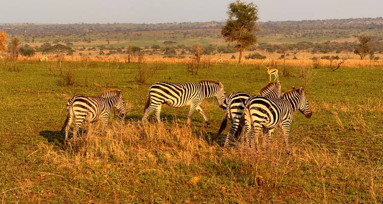 Group of zebras grazing in a savannah with a distant landscape.