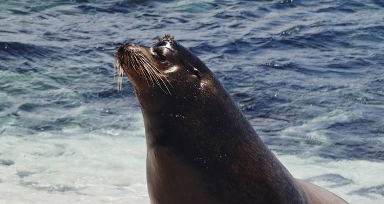 Seal basking on a rocky shore with ocean waves.