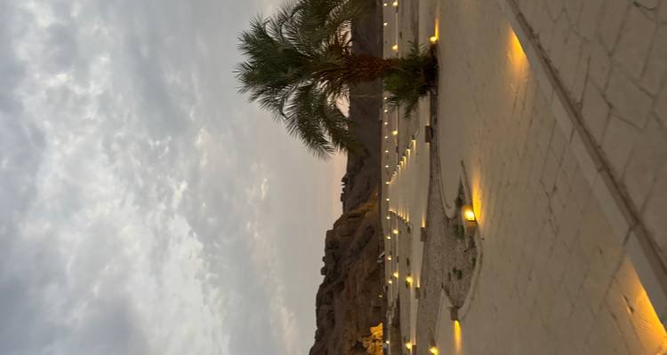 Desert landscape with palm tree and lights along a path.
